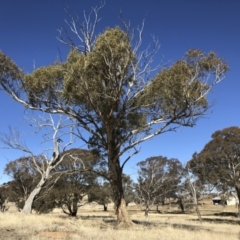 Eucalyptus melliodora at Illilanga & Baroona - 16 Aug 2018