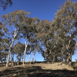 Eucalyptus melliodora at Illilanga & Baroona - 16 Aug 2018