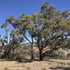 Eucalyptus bridgesiana (Apple Box) at Michelago, NSW - 16 Aug 2018 by Illilanga