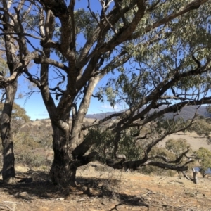 Eucalyptus bridgesiana at Illilanga & Baroona - 16 Aug 2018 01:35 PM