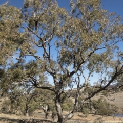 Eucalyptus bridgesiana at Illilanga & Baroona - 16 Aug 2018