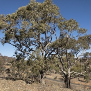 Eucalyptus bridgesiana at Michelago, NSW - 16 Aug 2018