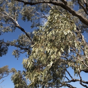 Eucalyptus bridgesiana at Illilanga & Baroona - 16 Aug 2018