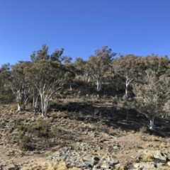 Eucalyptus rossii (Inland Scribbly Gum) at Michelago, NSW - 16 Aug 2018 by Illilanga