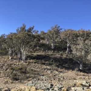 Eucalyptus rossii at Illilanga & Baroona - 16 Aug 2018 02:49 PM