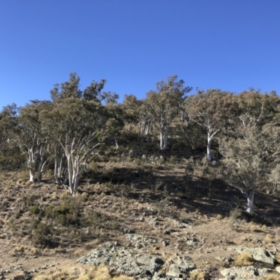 Eucalyptus rossii (Inland Scribbly Gum) at Illilanga & Baroona - 16 Aug 2018 by Illilanga