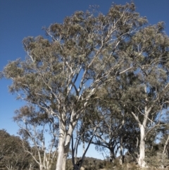 Eucalyptus rossii at Illilanga & Baroona - 16 Aug 2018