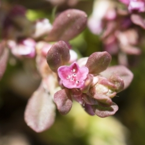 Polygonum plebeium at Michelago, NSW - 25 Nov 2018