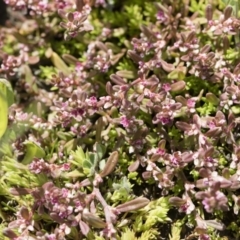 Polygonum plebeium at Michelago, NSW - 25 Nov 2018