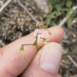 Grona varians at Michelago, NSW - 2 Nov 2018