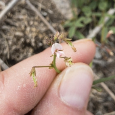 Grona varians (Slender Tick-Trefoil) at Michelago, NSW - 2 Nov 2018 by Illilanga