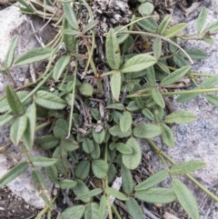 Desmodium varians at Michelago, NSW - 2 Nov 2018