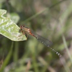 Xanthagrion erythroneurum (Red & Blue Damsel) at Michelago, NSW - 24 Nov 2018 by Illilanga