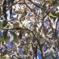 Smicrornis brevirostris (Weebill) at Michelago, NSW - 29 Oct 2018 by Illilanga