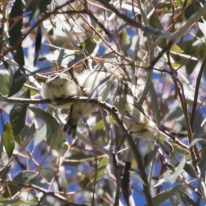 Smicrornis brevirostris at Michelago, NSW - 29 Oct 2018