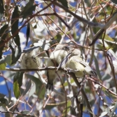 Smicrornis brevirostris at Michelago, NSW - 29 Oct 2018