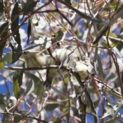 Smicrornis brevirostris at Michelago, NSW - 29 Oct 2018