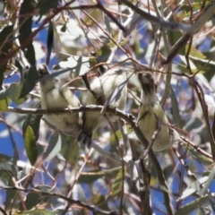 Smicrornis brevirostris at Michelago, NSW - 29 Oct 2018