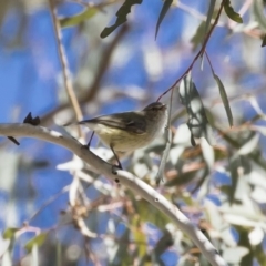 Smicrornis brevirostris at Michelago, NSW - 29 Oct 2018