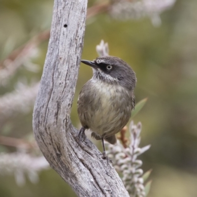 Sericornis frontalis (White-browed Scrubwren) at Michelago, NSW - 25 Nov 2018 by Illilanga