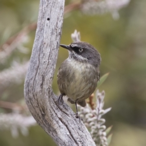 Sericornis frontalis at Michelago, NSW - 26 Nov 2018