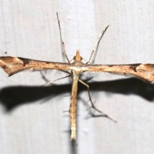 Sinpunctiptilia emissalis at Ainslie, ACT - 29 Nov 2018