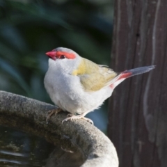 Neochmia temporalis (Red-browed Finch) at Michelago, NSW - 12 Dec 2015 by Illilanga