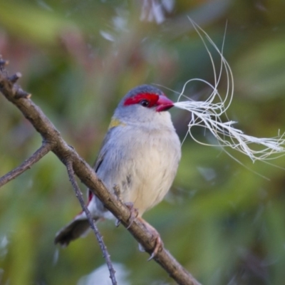 Neochmia temporalis (Red-browed Finch) at Michelago, NSW - 2 Nov 2014 by Illilanga