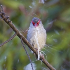 Neochmia temporalis at Michelago, NSW - 2 Nov 2014