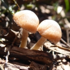 zz agaric (stem; gills white/cream) at Booth, ACT - 30 Nov 2018 by Christine