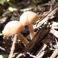 zz agaric (stem; gills white/cream) at Booth, ACT - 30 Nov 2018