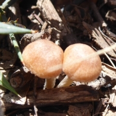 zz agaric (stem; gills white/cream) at Booth, ACT - 30 Nov 2018 10:27 AM