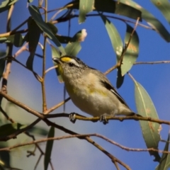 Pardalotus striatus (Striated Pardalote) at Illilanga & Baroona - 6 Jan 2013 by Illilanga