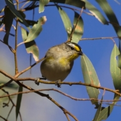 Pardalotus striatus at Michelago, NSW - 7 Jan 2013