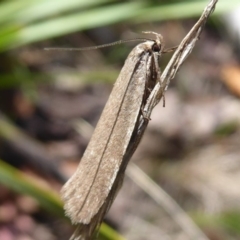 Oecophoridae provisional group 2 at Namadgi National Park - 29 Nov 2018 by Christine