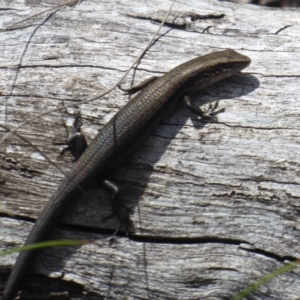 Pseudemoia entrecasteauxii at Booth, ACT - 30 Nov 2018 10:34 AM