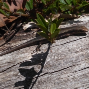 Pseudemoia entrecasteauxii at Booth, ACT - 30 Nov 2018 10:34 AM