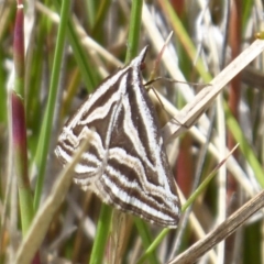 Dichromodes confluaria (Ceremonial Heath Moth) at Namadgi National Park - 29 Nov 2018 by Christine