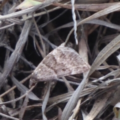 Dichromodes ainaria (A geometer or looper moth) at Booth, ACT - 30 Nov 2018 by Christine