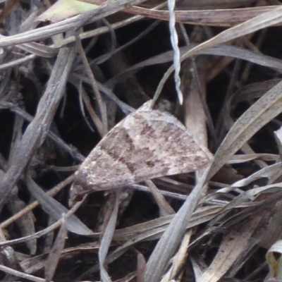 Dichromodes ainaria (A geometer or looper moth) at Namadgi National Park - 29 Nov 2018 by Christine