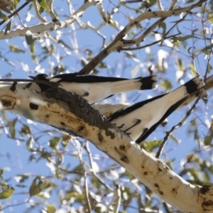 Grallina cyanoleuca at Michelago, NSW - 29 Oct 2018