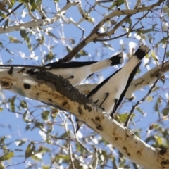 Grallina cyanoleuca at Michelago, NSW - 29 Oct 2018 09:30 AM