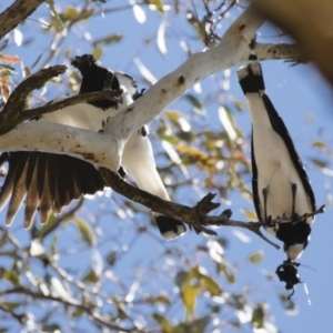 Grallina cyanoleuca at Michelago, NSW - 29 Oct 2018