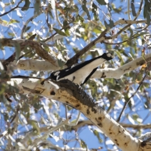 Grallina cyanoleuca at Michelago, NSW - 29 Oct 2018