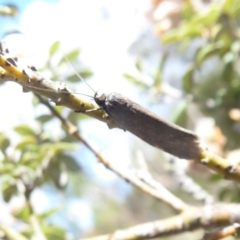 Oecophoridae provisional group 2 at Booth, ACT - 29 Nov 2018 by Christine