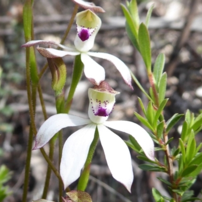 Caladenia moschata (Musky Caps) at Booth, ACT - 30 Nov 2018 by Christine