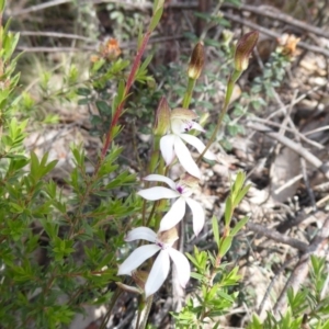 Caladenia moschata at Booth, ACT - suppressed