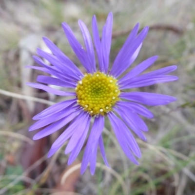 Brachyscome spathulata (Coarse Daisy, Spoon-leaved Daisy) at Booth, ACT - 30 Nov 2018 by Christine