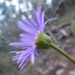 Brachyscome spathulata at Booth, ACT - 30 Nov 2018 10:13 AM