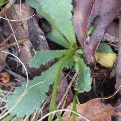 Brachyscome spathulata at Booth, ACT - 30 Nov 2018 10:13 AM